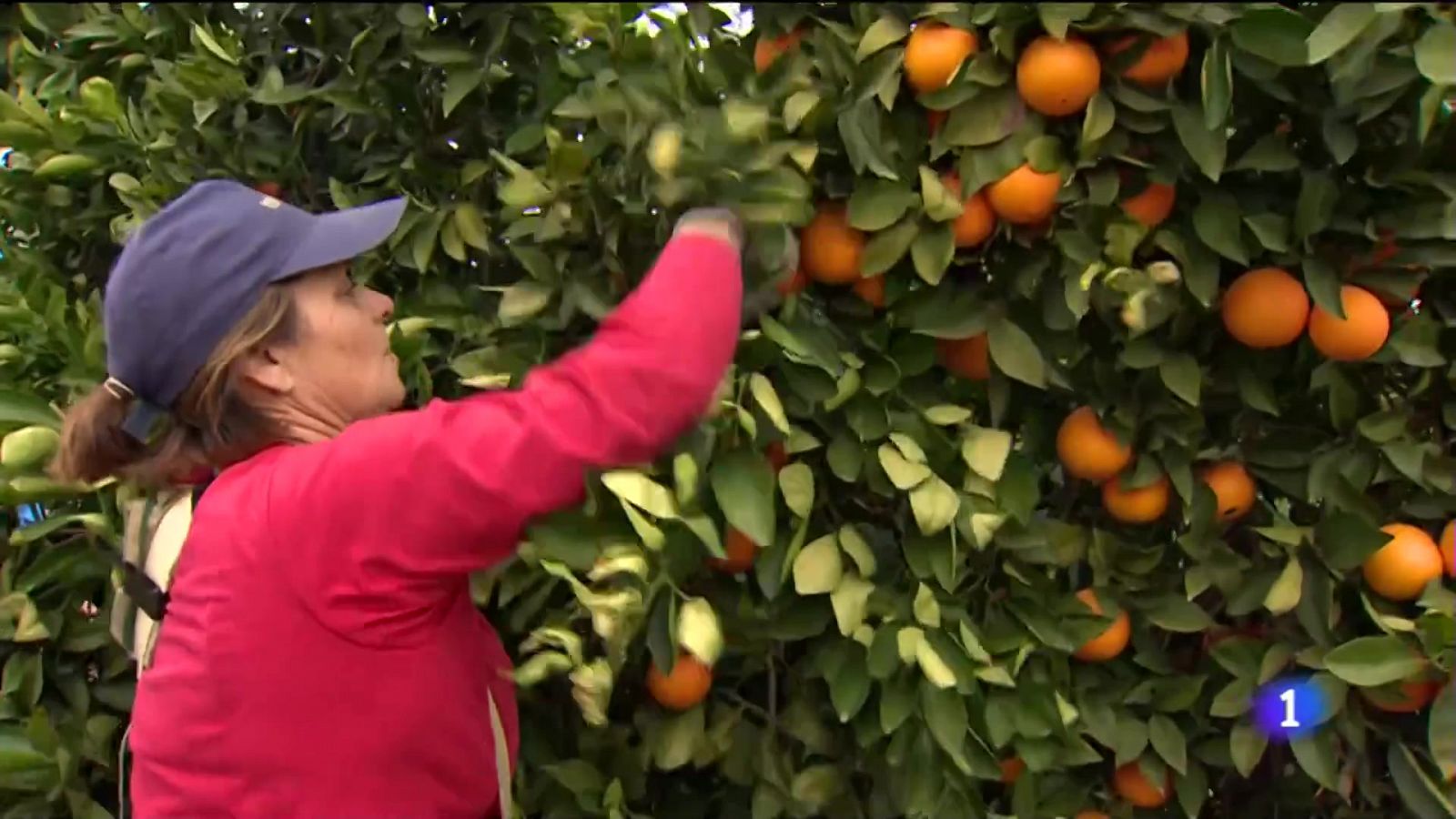 Diez peonadas para el paro agrario - Ver ahora