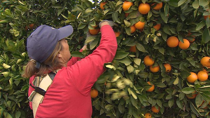 Noticias Andalucía - Diez peonadas para el paro agrario