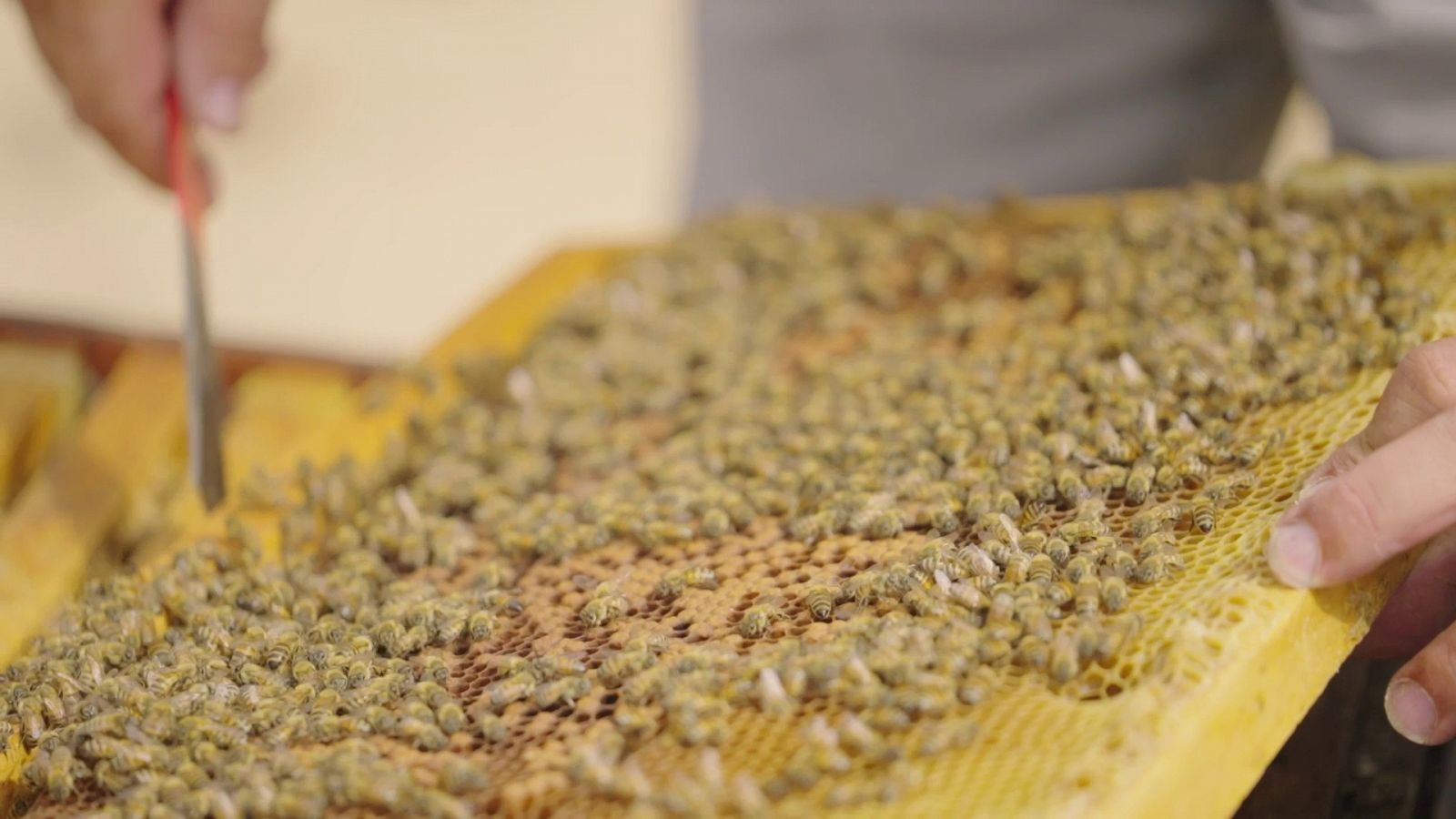 La Recepta Perduda - L'art i la tradició de la mel a Ametlla de Mar
