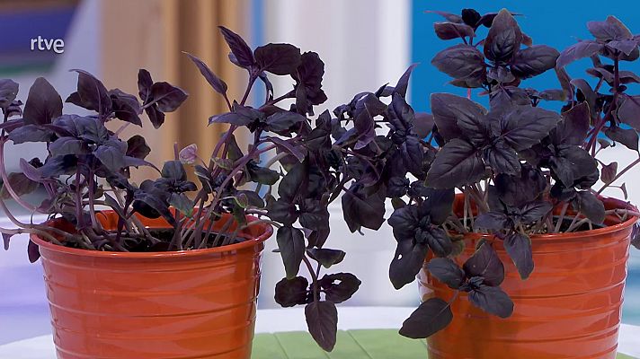 Aquí la Tierra - Albahaca tailandesa: rica, sana e insecticida natural