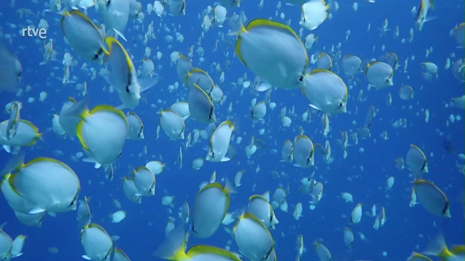 Objetivo Planeta - Reparar el daño humano al planeta - ver ahora