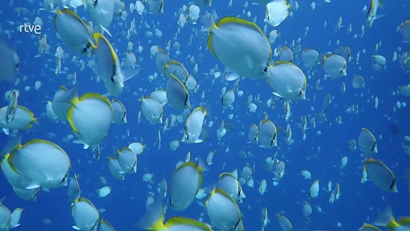 Objetivo Planeta - Reparar el da�o humano al planeta - ver ahora