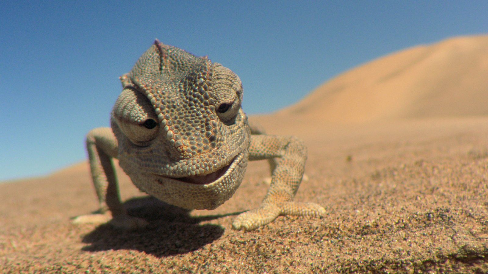 Animales imposibles - Episodio 1: Los desiertos - ver ahora