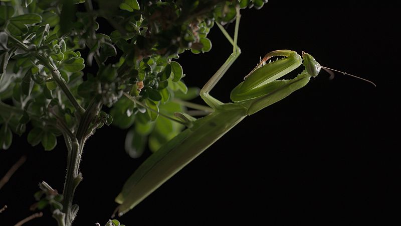 Cuaderno de campo - Mantis - ver ahora