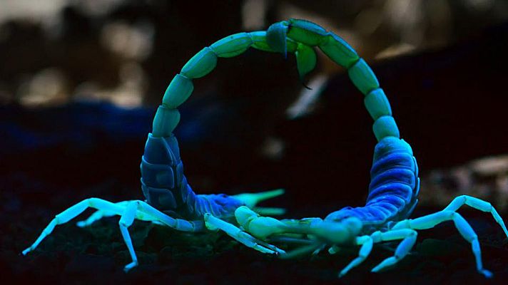 ¡Qué animal! - Transformadores