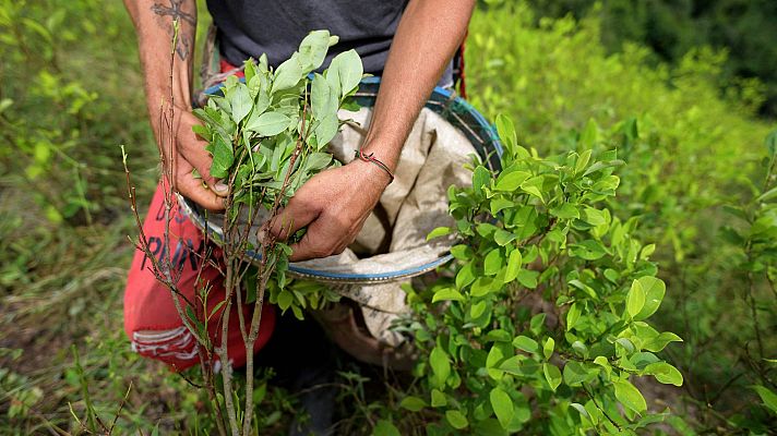 Las plantaciones de coca han aumentado un 43% en Colombia