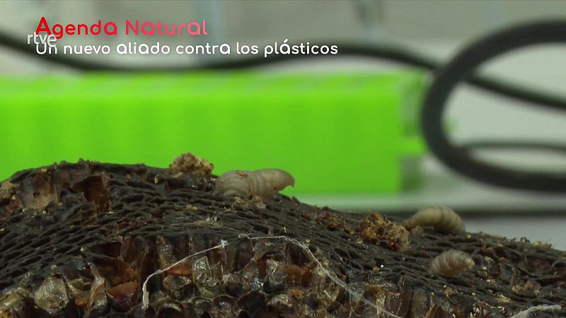 Repasamos las noticias más destacadas en octubre, relacionadas con la naturaleza y el medio ambiente.