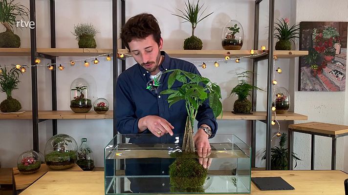 Va de verd - Ja tens una kokedama i ara què?