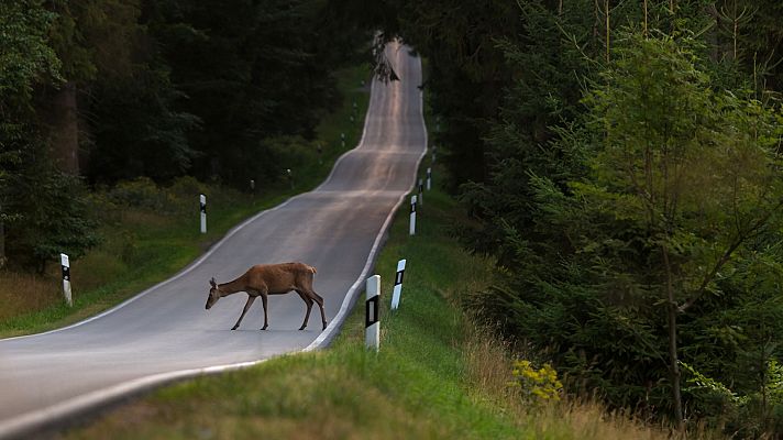 Los atropellos a animales en las carreteras se duplican en cinco años