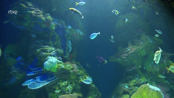 La aventura del Saber - Aquarium San Sebastian