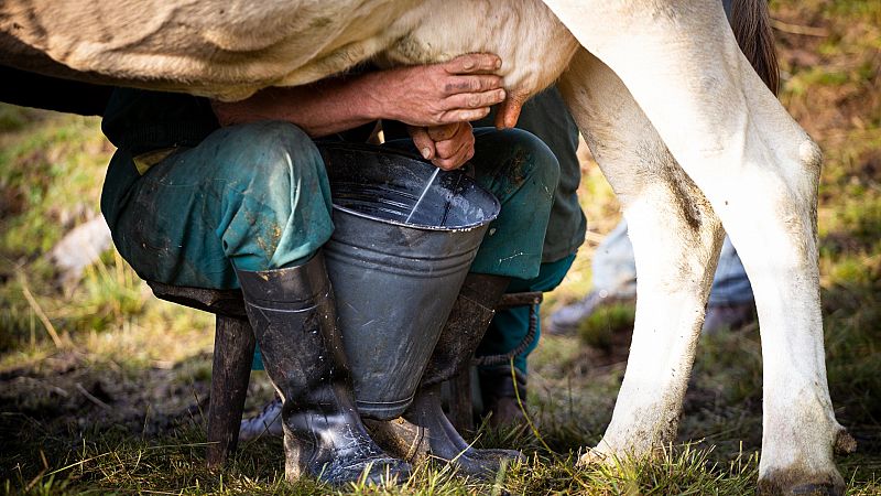 El percio de la leche ha subido este año un 25% por el encarecimiento de los costes de producción de los ganaderos, que han visto cómo han subido la energía y los piensos.