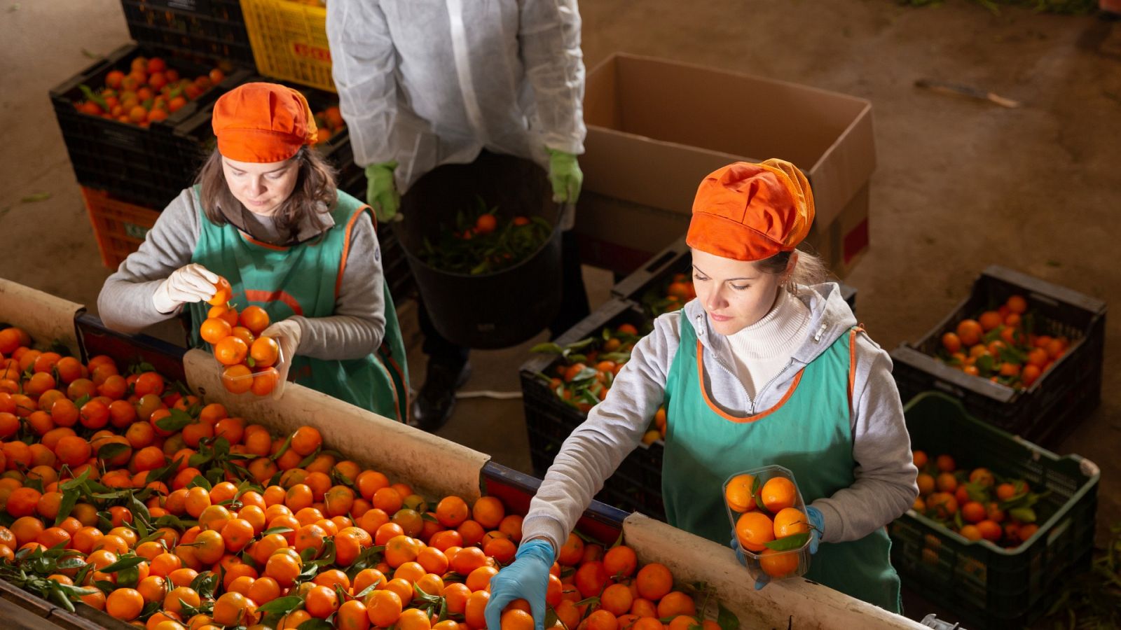 Las cooperativas de frutas y cereales tienen que afrontar a unos elevados precios energéticos y de piensos que escasean como consecuencia de la guerra de Ucrania.