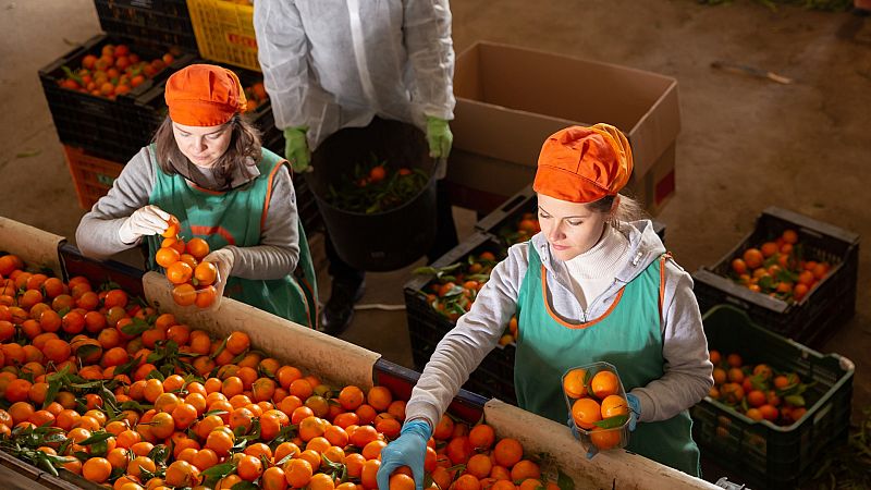 Las cooperativas de frutas y cereales tienen que afrontar a unos elevados precios energéticos y de piensos que escasean como consecuencia de la guerra de Ucrania.