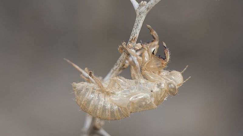 ¿Por qué los insectos pueden caer desde una gran altura?