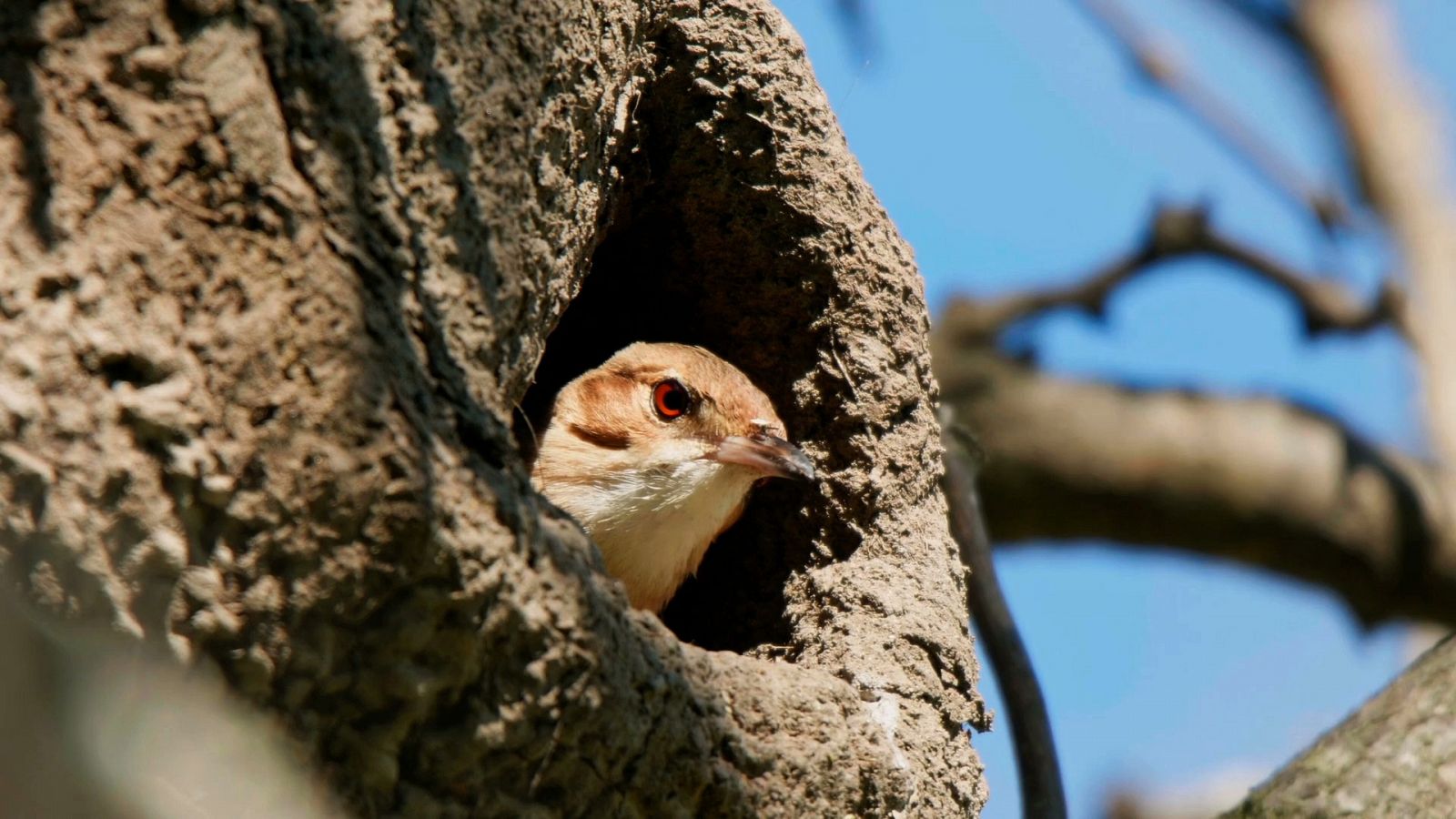 Estructuras animales - Episodio 1: Hogares a medida - Documental en RTVE