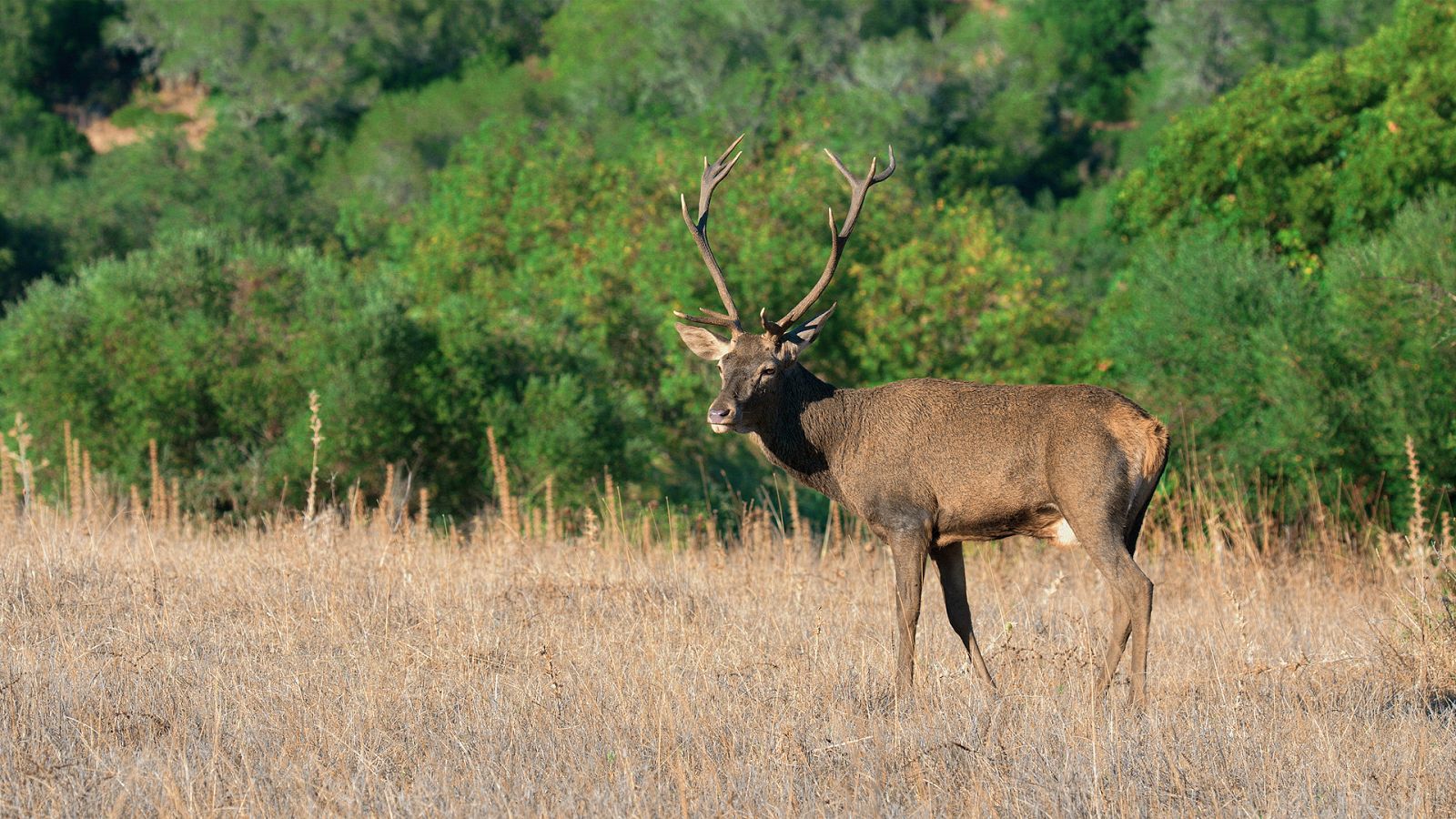 Somos Documentales - Mediterraneum, Terra - ver ahora