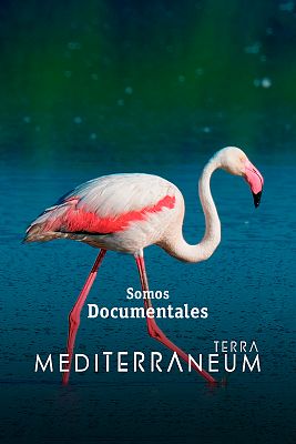 Mediterraneum, Terra