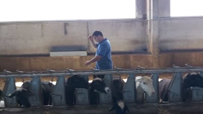  - Ganado ovino en la Sierra de la Culebra