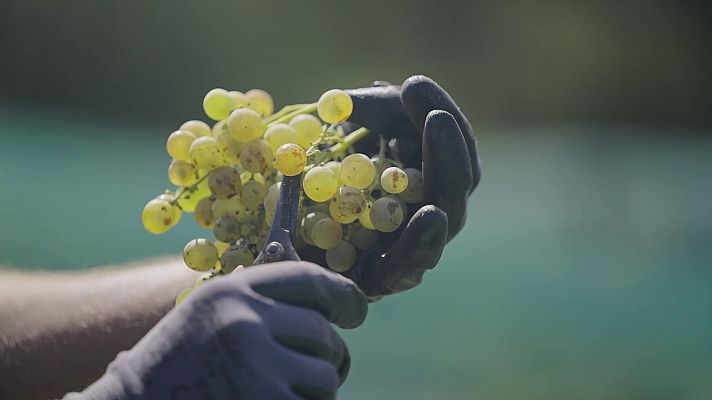 El cultiu de la vinya a Santa Coloma de Gramenet