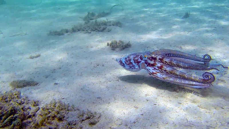 XIII Concurso de Cortos RNE - El pulpo, mi amigo - Ver ahora