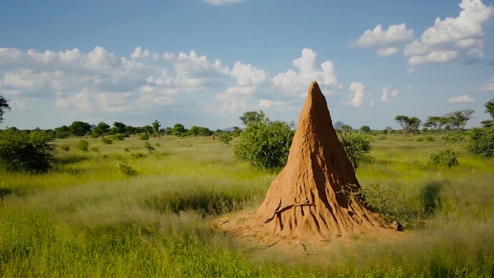 Estructuras animales - Episodio 3: Animales paisajistas - ver ahora