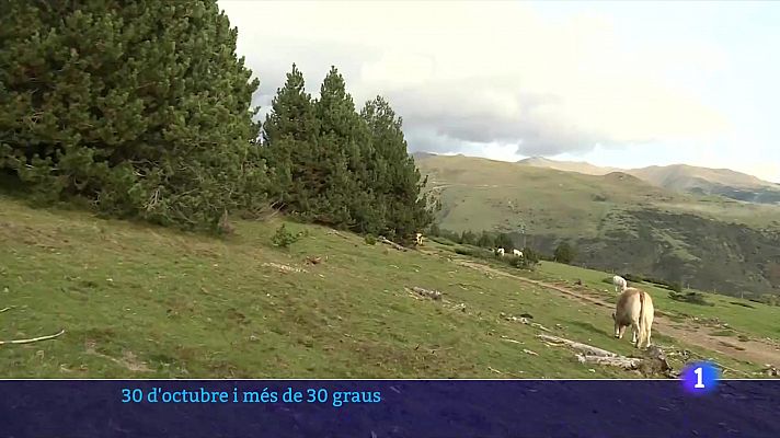 L'Informatiu - Castanyada amb màniga curta