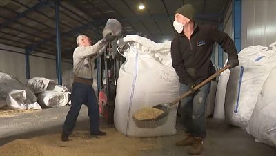 El trigo se acumula en el campo ucraniano después de que Rusia rompiera el acuerdo para su exportación