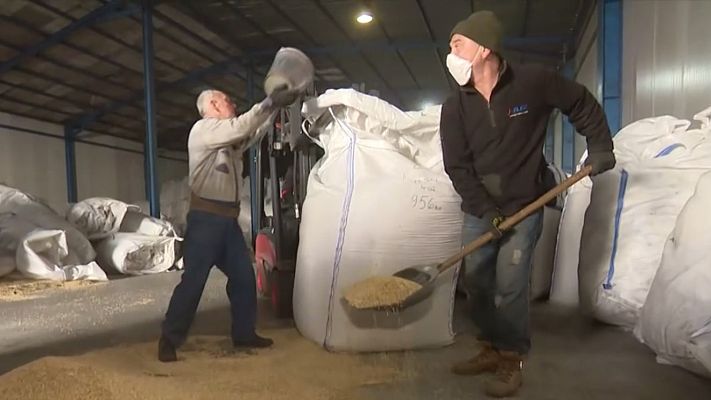 El trigo se acumula en el campo ucraniano después de que Rusia rompiera el acuerdo para su exportación