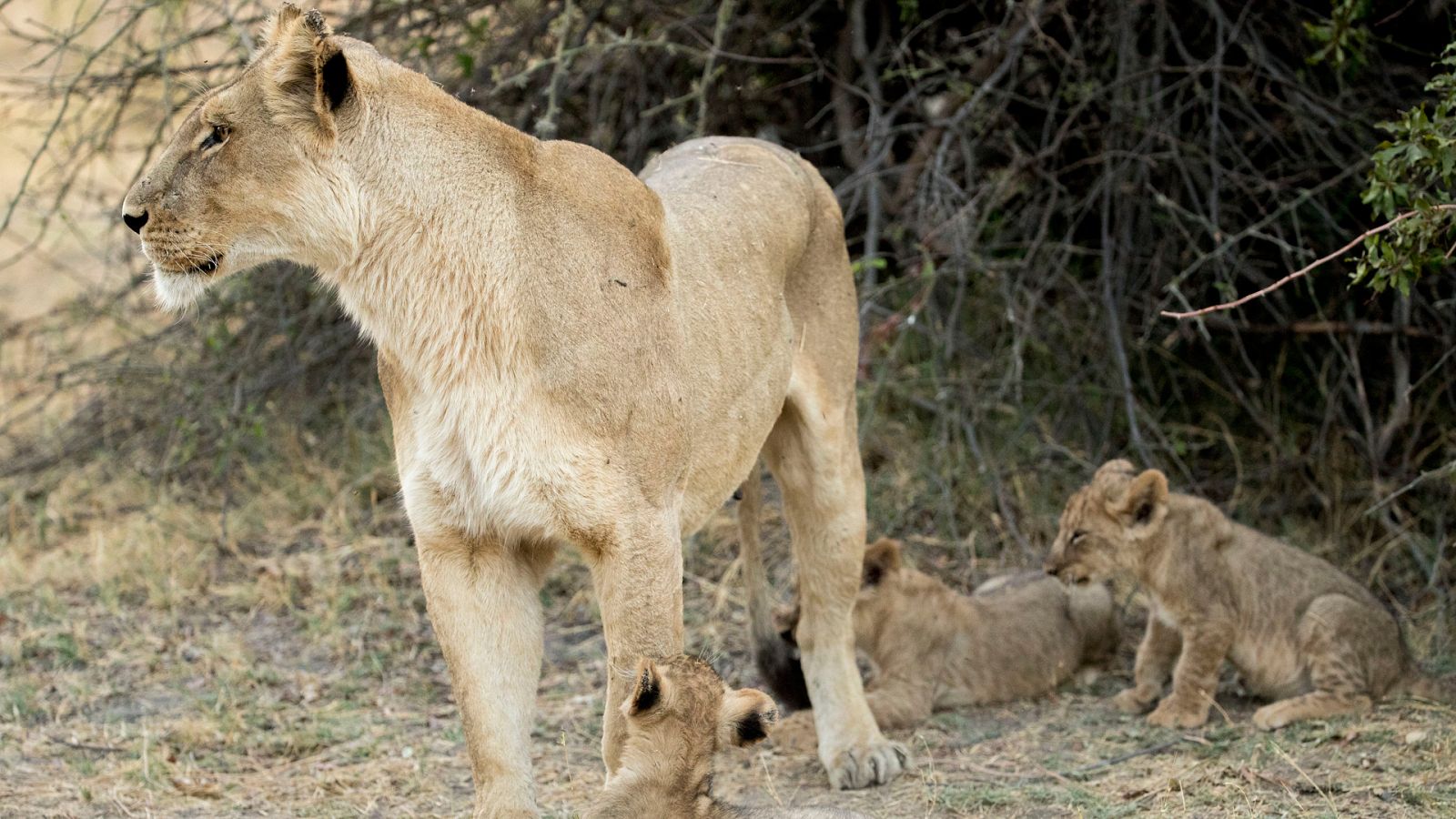 El reino salvaje - Episodio 1: El sacrificio de una madre - ver ahora