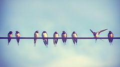 Mapi - ¿Por qué los pájaros no se electrocutan cuando se posan en un cable de alta tensión?