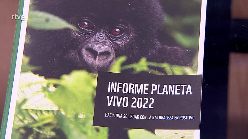 Mara Peterssen y Miguel Ángel Valladares, de WWF España, desgranan los datos del Informe Planeta Vivo 2022, sobre la pérdida de biodiversidad del planeta.