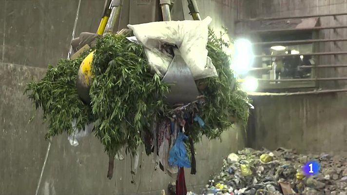 L'Informatiu - Les plantes de marihuana s'amunteguen a dependències policials