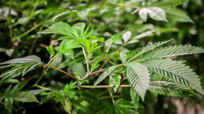 Telediario 1 - Montones de marihuana se acumulan en comisarías de los Mossos d'Esquadra a la espera de ser destruidos