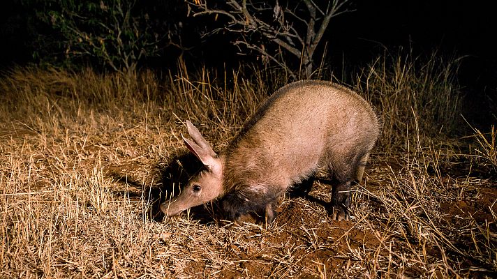 Somos Documentales - Vecinos en la sabana africana
