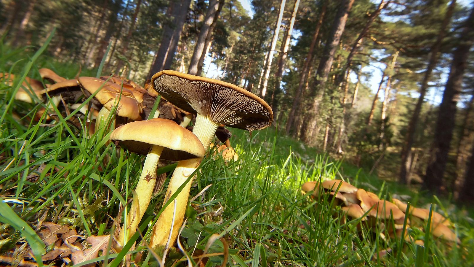 Una mujer de 81 años muere en Cuenca después de comer setas venenosas. | Ver