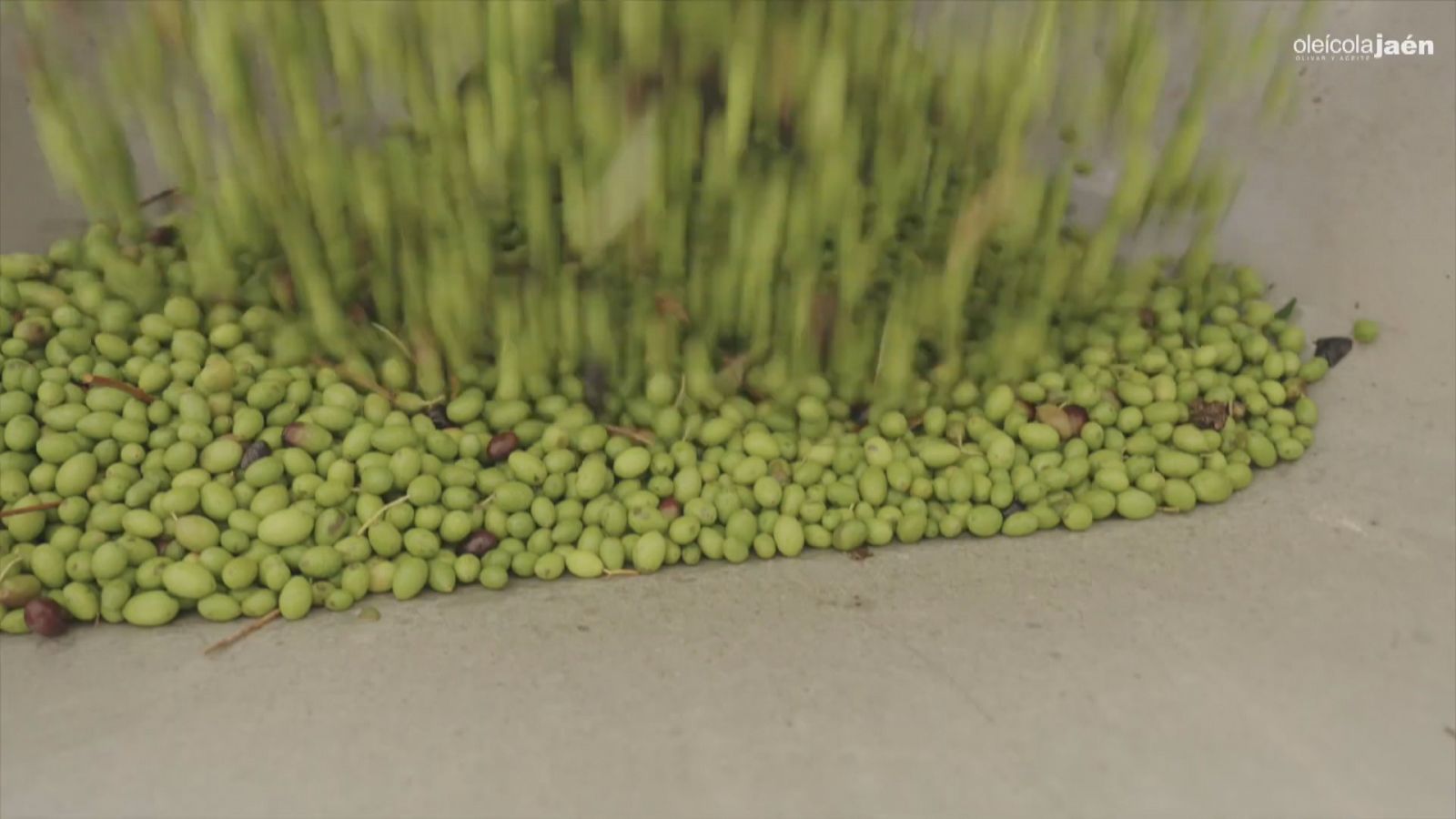 Campaña de la aceituna 2022-23 - Ver ahora