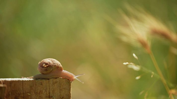 La recepta perduda - La criança de cargols a Alcarràs | La recepta perduda
