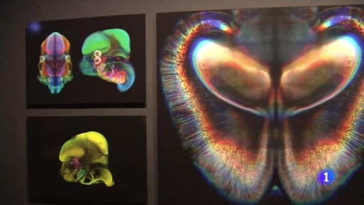 Telediario 1 - ¿Cómo se puede vivir mejor y más feliz? Nazareth Castellanos, neurocientífica, responde