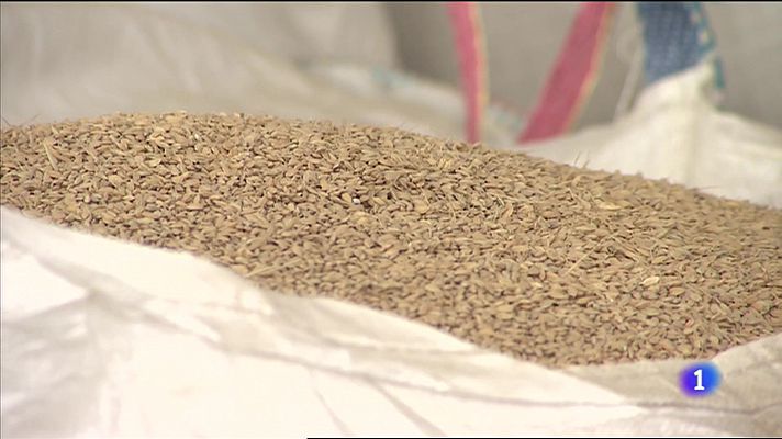 L'informatiu - Comunitat Valenciana - La campaña del arroz llega con un mes de retraso