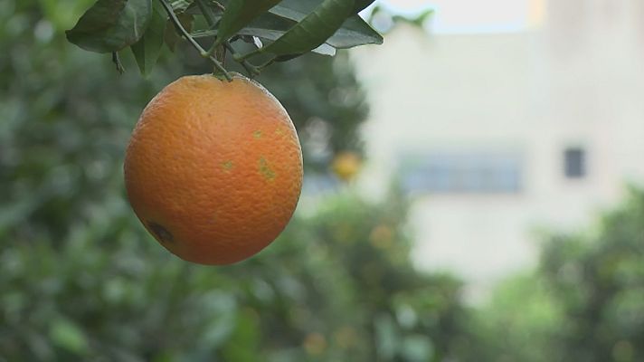 L'informatiu - Comunitat Valenciana - El tall simbòlic de la taronja anuncia l'arribada als mercats de les clementines i taronges