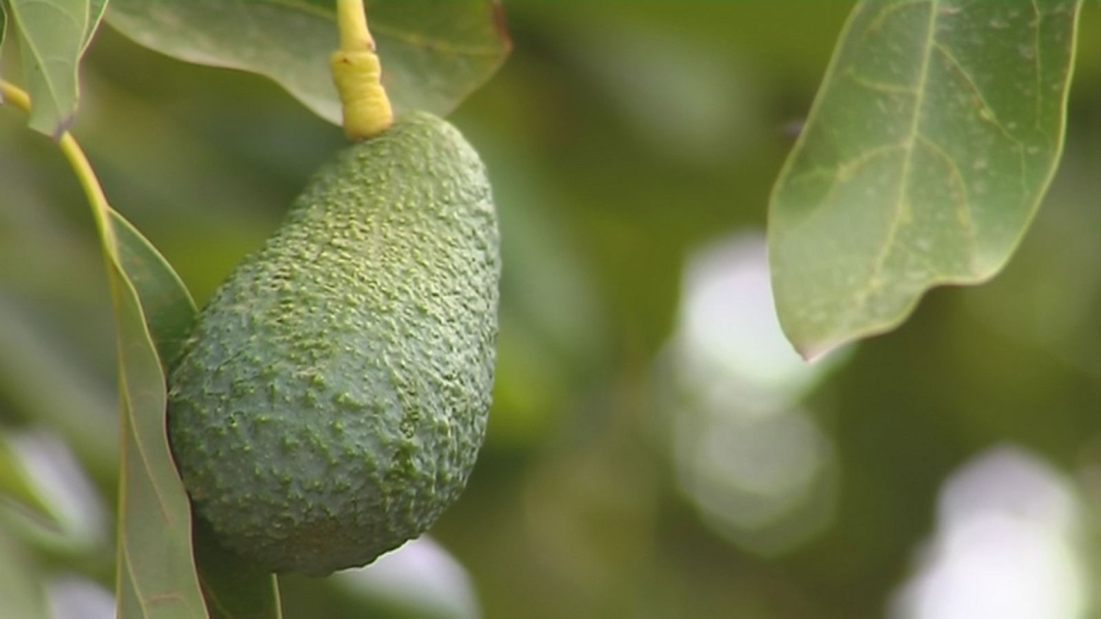 Aguacates en Andalucía