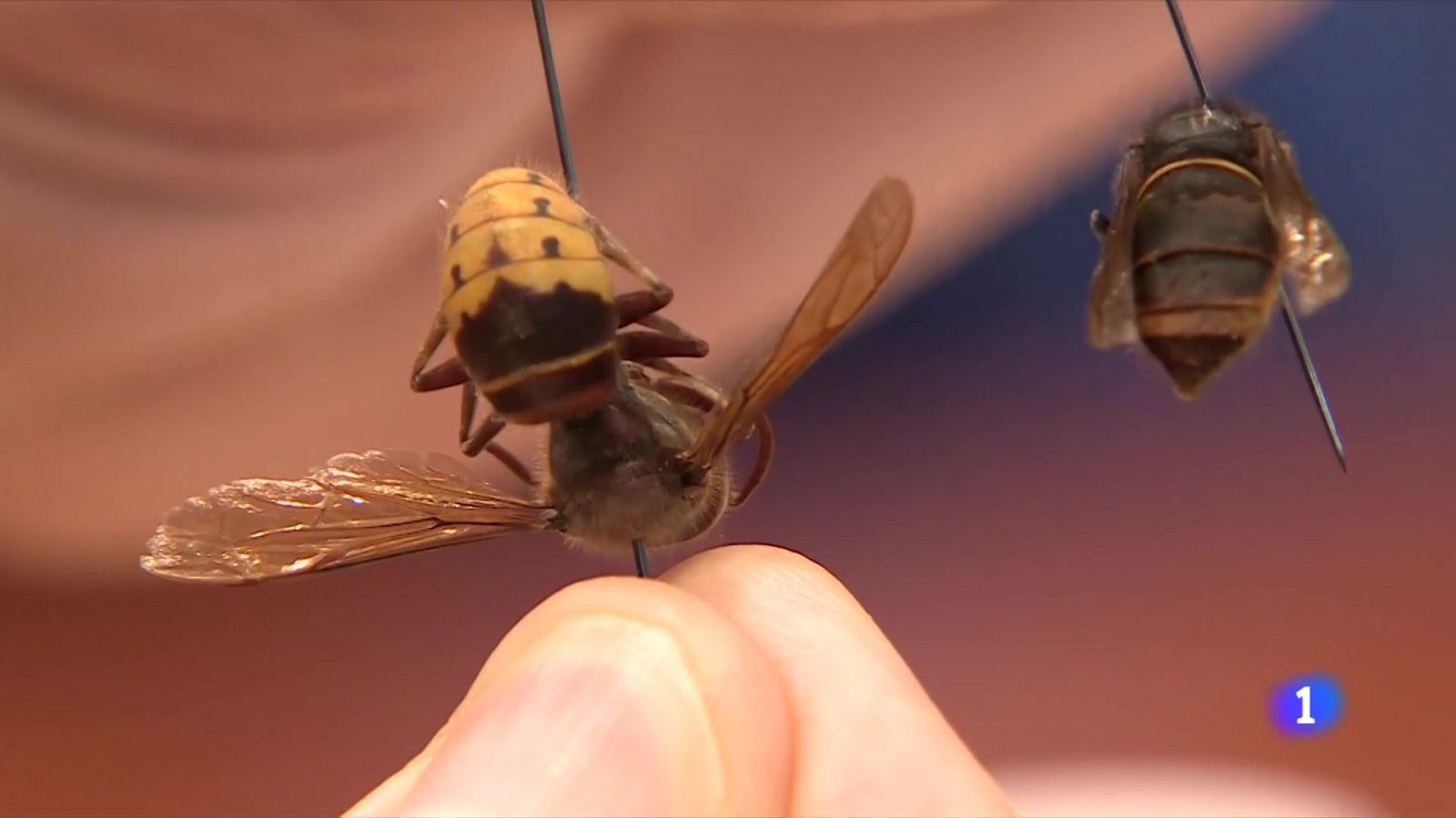 La vespa velutina a Catalunya