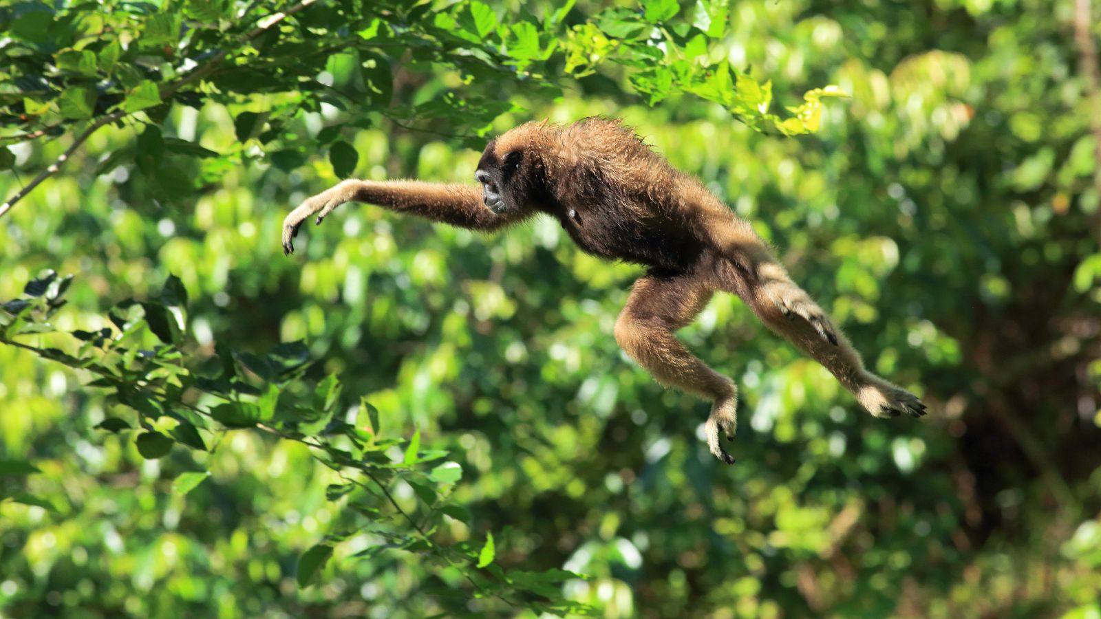 Somos documentales - Borneo: el edén ancestral de la Tierra - ver ahora