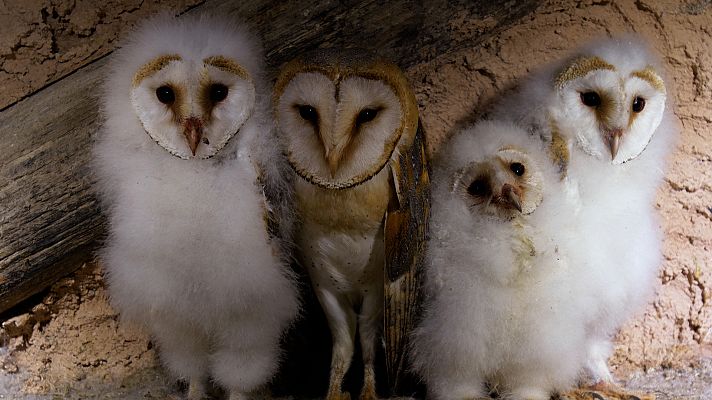 Cuaderno de campo - Lechuzas