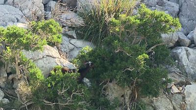 La cabra salvaje mallorquina