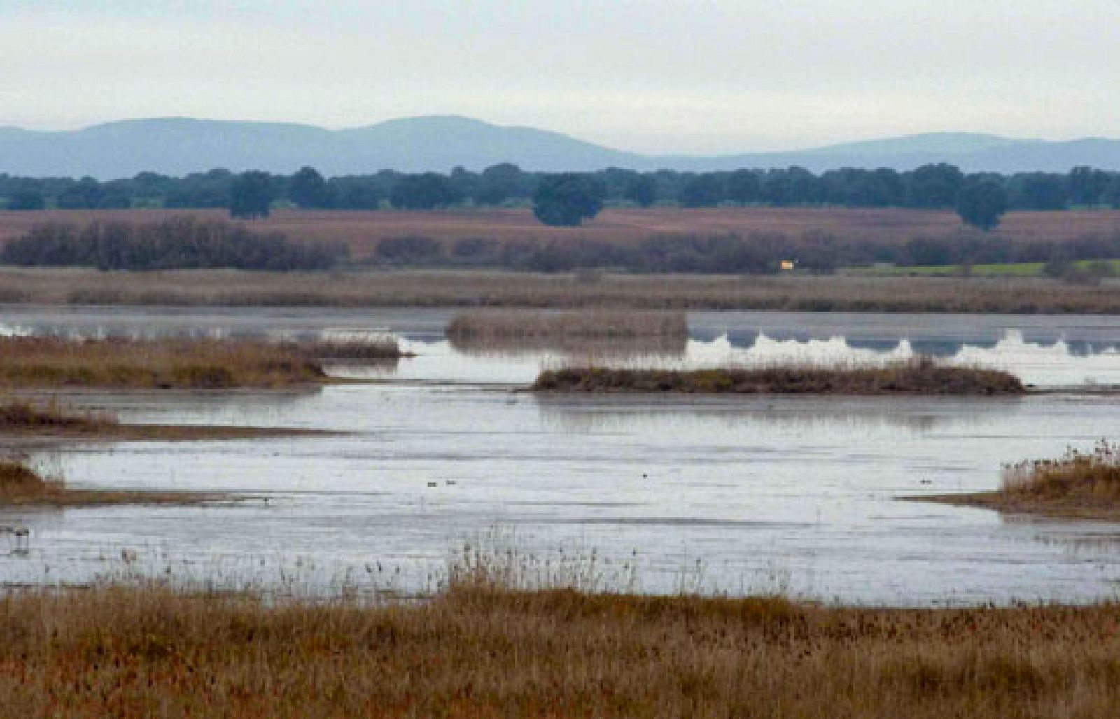 Las lluvias y sobre todo el agua del trasvase Tajo-Segura mejoran la situación de Daimiel - Ciencia y tecnología en Rtve.es | Ver