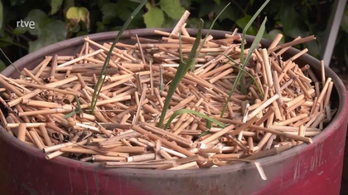 Aquí la Tierra - Consejos para tener tu huerto en casa