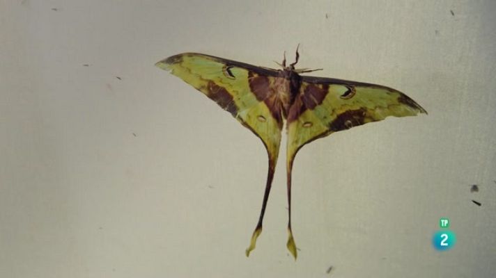 Som Documentals - La conquesta dels cels - Els primers voladors