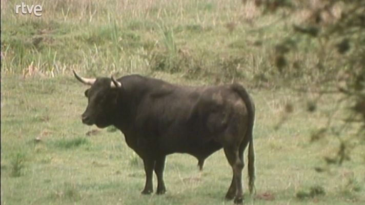 En la naturaleza - La dehesa (parte 1)