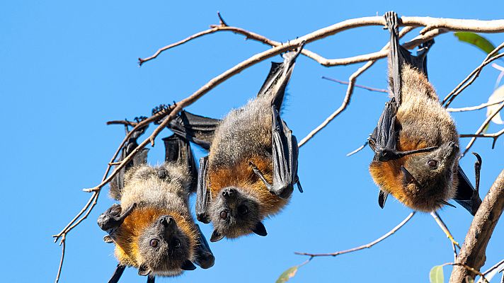 En movimiento (Documental) - Desafiando a la gravedad